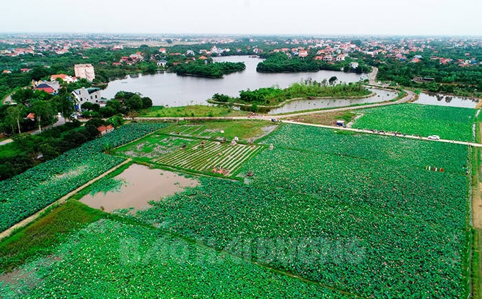 Đánh giá kết quả trồng các giống sen tại Khu du lịch sinh thái Đảo Cò